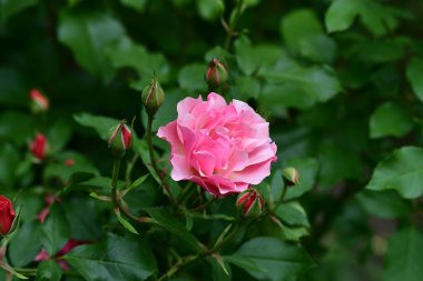 Bahçede pembe güller 