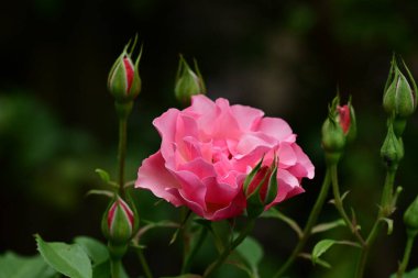 Bahçede pembe güller 