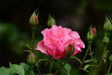 Bahçede pembe güller 