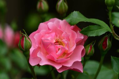 Bahçede pembe güller 