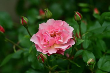 Bahçede pembe güller 