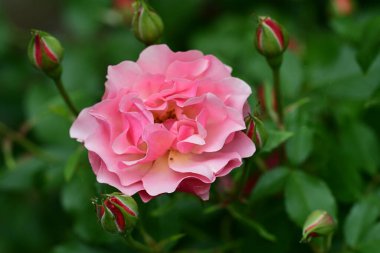 Bahçede pembe güller 