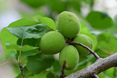 Bahçedeki ağaçta olgun cevizler