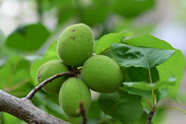 Bir ağacın dallarında yeşil zeytinler...