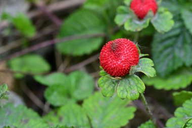 Çalının üzerindeki taze çileği kapat..