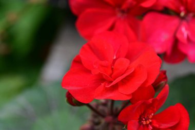 Bahçedeki güzel kırmızı çiçekler