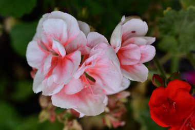 Bahçedeki güzel pembe çiçekler