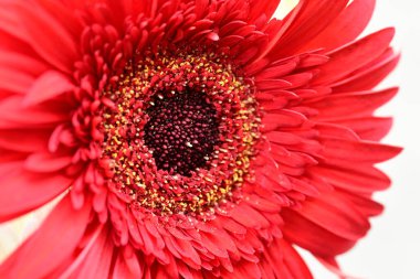 güzel gerbera çiçek yakın çekim