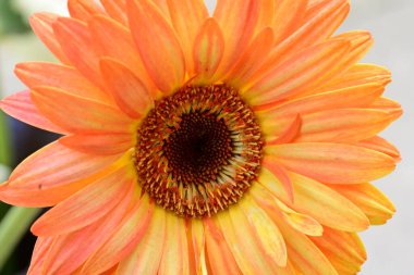 güzel gerbera çiçek yakın çekim