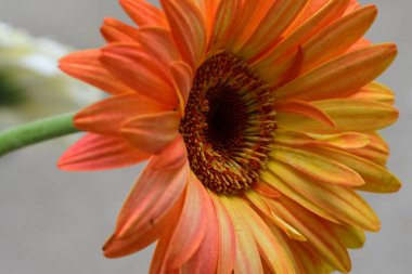 güzel gerbera çiçek yakın çekim