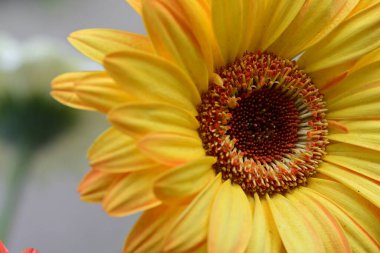 güzel gerbera çiçek yakın çekim