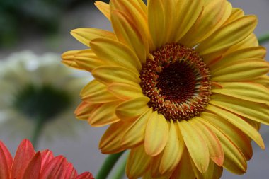 güzel gerbera çiçek yakın çekim