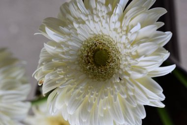 Gerbera papatya çiçeği, yaklaş. 