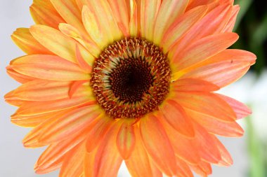 Gerbera papatya çiçeği, yaklaş. 