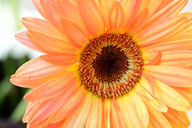 Gerbera papatya çiçeği, yaklaş. 