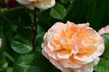 Güzel gül çiçeği, yakından.