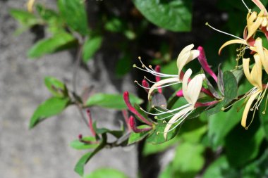 Bahçede büyüyen güzel çiçeklerin yakın çekim görüntüsü                         