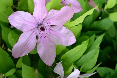 Yeşil yapraklı güzel Clematis çiçekleri