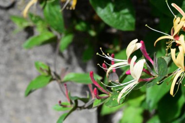 Bahçede büyüyen güzel çiçeklerin yakın çekim görüntüsü                         