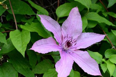 Yeşil yapraklı güzel Clematis çiçekleri