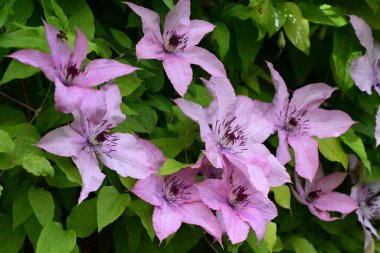 Yeşil yapraklı güzel Clematis çiçekleri