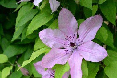 Yeşil yapraklı güzel Clematis çiçekleri