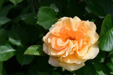 Güzel gül çiçeği, yakından.