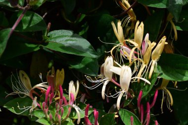 Bahçede büyüyen güzel çiçeklerin yakın çekim görüntüsü                         