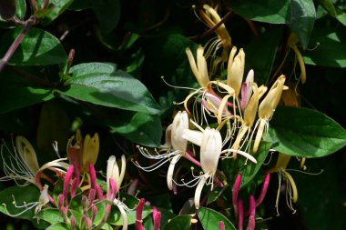 Bahçede büyüyen güzel çiçeklerin yakın çekim görüntüsü                         