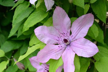 Yeşil yapraklı güzel Clematis çiçekleri