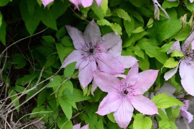 Yeşil yapraklı güzel Clematis çiçekleri