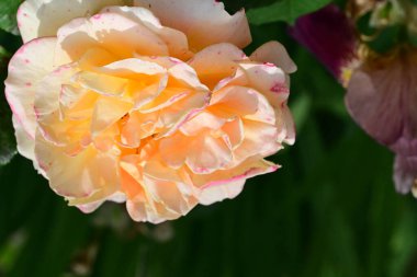 Güzel gül çiçeği, yakından.