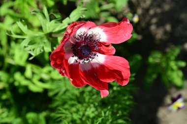 Sabah gelincik çiçeği