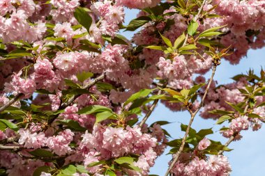 İlkbaharda açan kiraz ağacı 