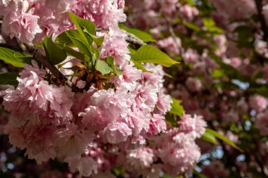 İlkbaharda açan kiraz ağacı 