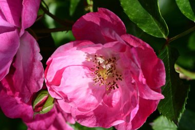 Bahçedeki güzel pembe güller 