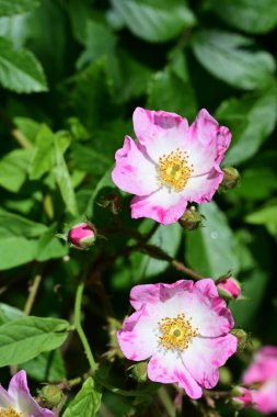 Bahçedeki güzel pembe güller 