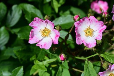 Bahçedeki güzel pembe güller 