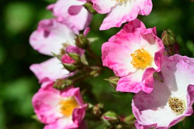 Bahçedeki güzel pembe güller 