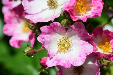 Bahçedeki güzel pembe güller 