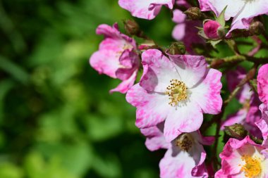 Bahçedeki güzel pembe güller 