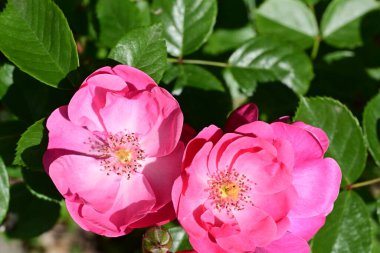 Bahçedeki güzel pembe güller 