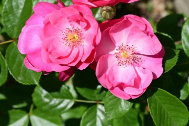 Bahçedeki güzel pembe güller 