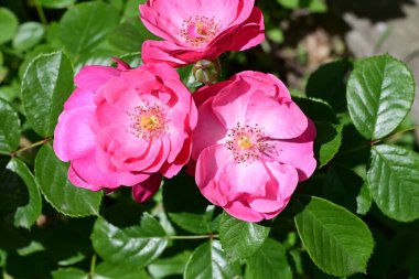 Bahçedeki güzel pembe güller 