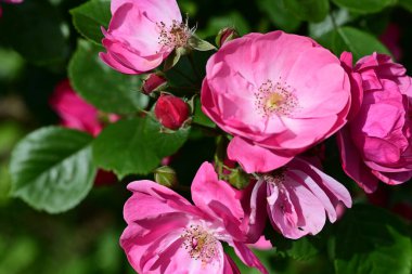 Bahçedeki güzel pembe güller 