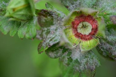 Güneşli yaz gününde bahçede yetişen güzel çiçekler.