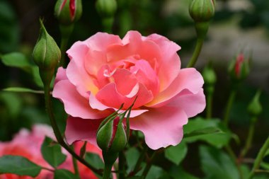 Bahçedeki güzel pembe güller 