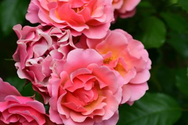 Bahçedeki güzel pembe güller 