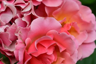 Bahçedeki güzel pembe güller 