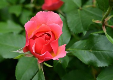 Bahçedeki güzel pembe güller 